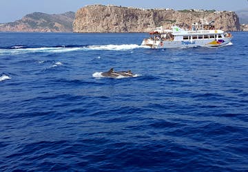 Dolphin Watching in Majorca with TRF